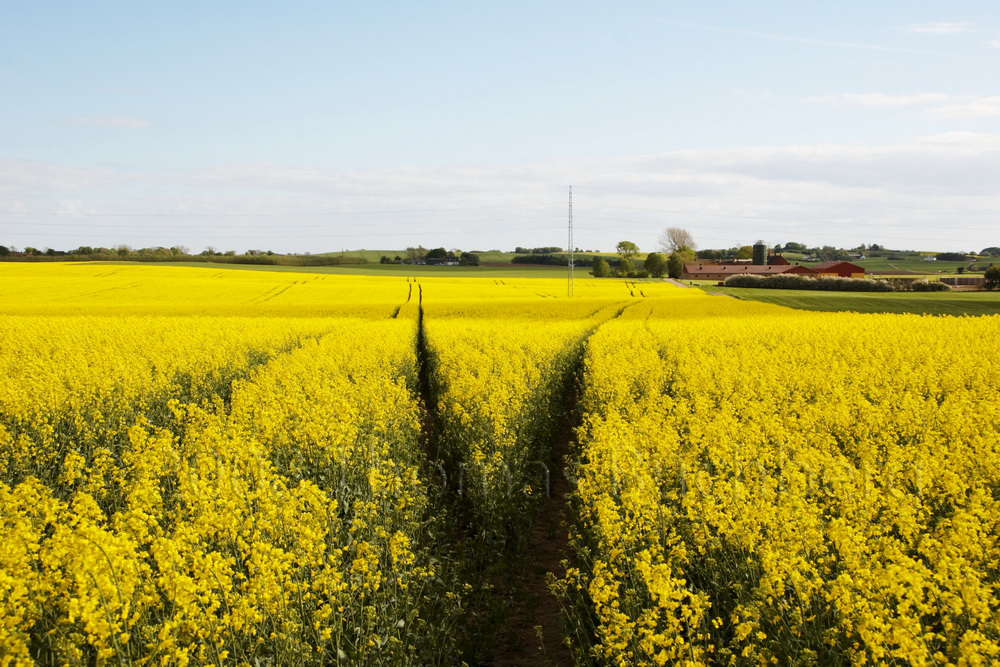 Field outside Rørby.