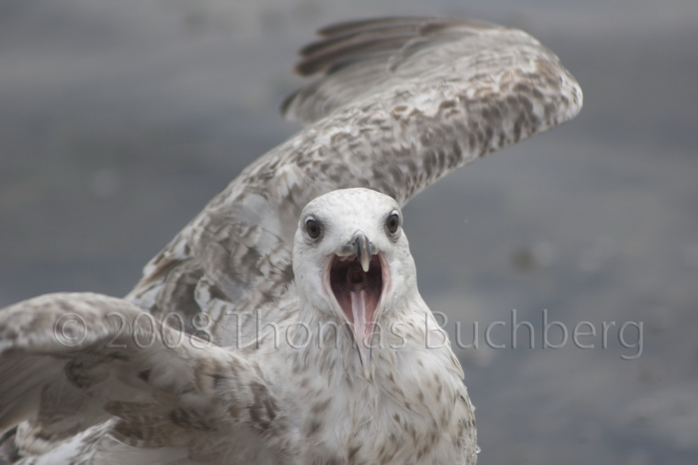 Whatcha lookin' at, punk?